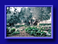 Thumbnail Garden of Gethsemane